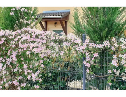 Квітучий паркан із клематисів: як його правильно організувати?