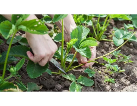 Місячний календар садівника та городника на липень 2024 року