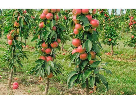 Особливості вирощування колоноподібної яблуні