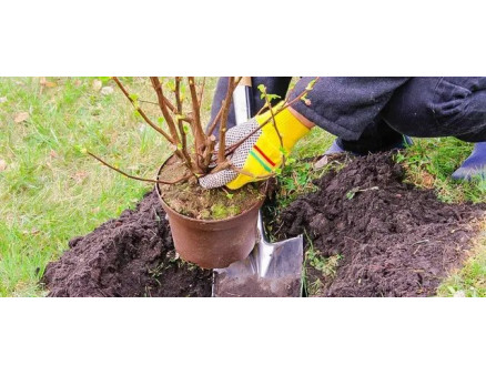 Ягоди ірги: користь для здоровʼя та особливості вживання