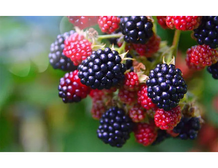 Як отримати гарний урожай ожини? Корисні поради