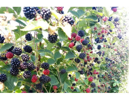 Ягоди ожини не солодкі: чому так сталось і що робити?