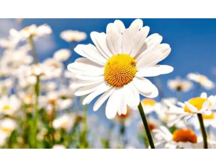 Многолетники, цветущие в июле: самые яркие и неординарные варианты