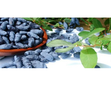 Особливості вирощування жимолості їстівної у саду та рекомендації з догляду за нею