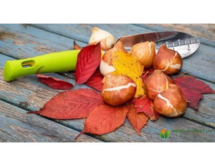 Місячний календар садівника та городника на серпень 2024 року