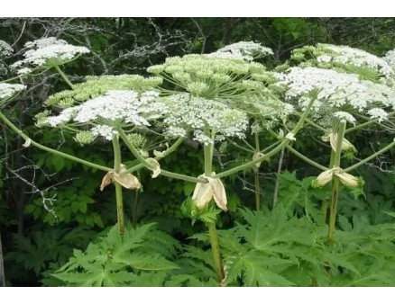 Методи боротьби з борщівником