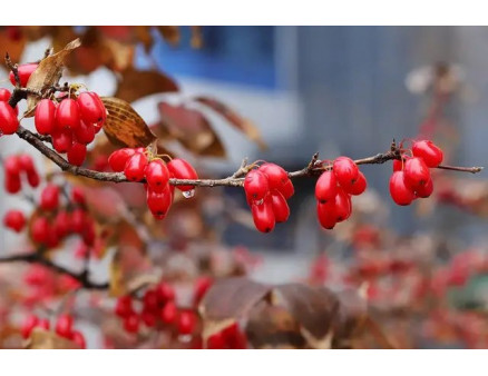 Користь ягід кизилу: 8 причин, щоб почати його вирощувати