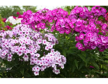 Які квіти цвітуть у серпні?