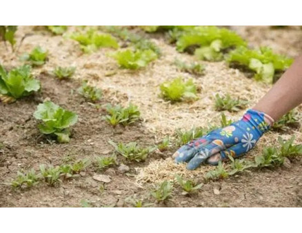 Мульчування тирсою. Для яких культур підходить?