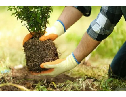 Місячний календар садівника та городника на вересень 2024 року