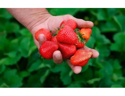 Правильний догляд за полуницею у серпні