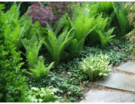 Чи можна виростити папороть у себе на ділянці?