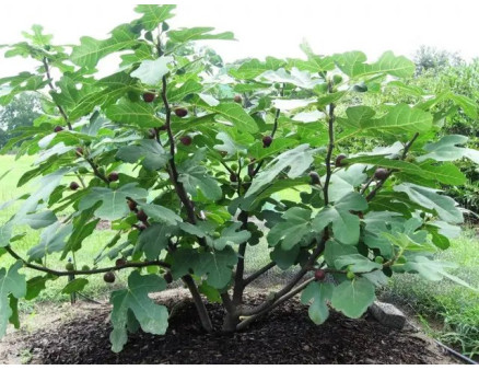 Особливості вирощування інжиру в Україні, рекомендації