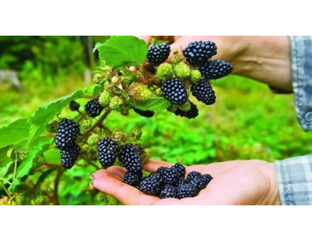 Особливості догляду за ожиною восени