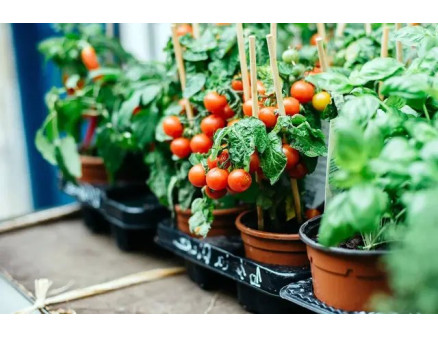 Вибір контейнерів для вирощування овочів, що потрібно врахувати?