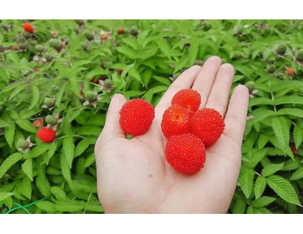 Малино-полуниця: що це таке та як вирощувати цікавинку?