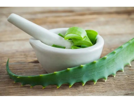 Як цілющі засоби можна приготувати із Алое