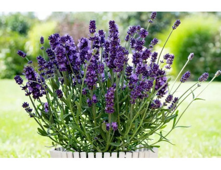 Лаванда: выращивание, уход, размножение и полезные свойства