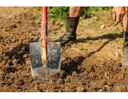 Які рослини можна посадити на глинистих грунтах?