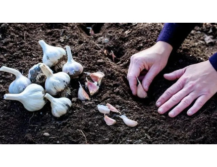 Місячний календар городника та садівника на листопад 2024 року