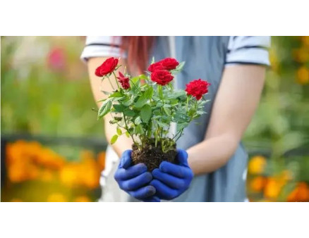 Особливості посадки троянд з відкритою кореневою системою