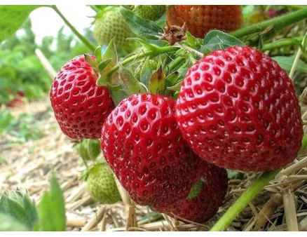 ТОП-10 сортів полуниці які потрібно та варто вирощувати в Україні. Рейтинг 2024 року