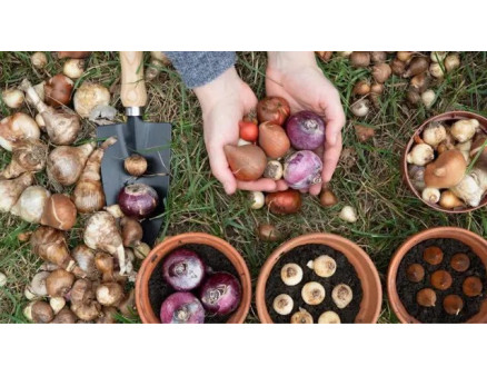 Правила зимового зберігання цибулин квітів