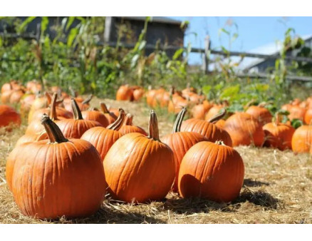Гниють гарбузи. В чому причина та що робити?