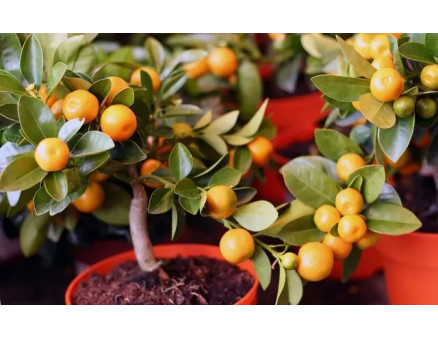 Як вирощувати цитрусові в домашніх умовах в горщику?