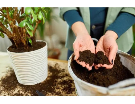 Як обрати грунт для квітів? Найкращі варіанти від Кліома Сервіс