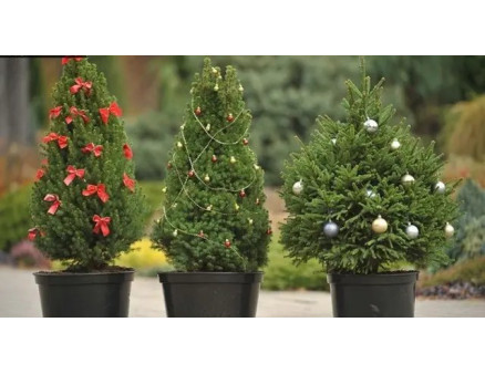 Як вирощувати Араукарію: посадка, пересадка та догляд