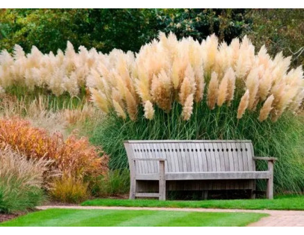 Особливості вирощування пампасної трави