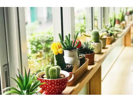 Нюанси догляду за сукулентами взимку