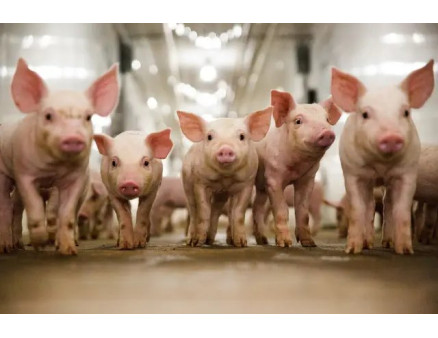 Чи є перспективним свинарство в Україні?
