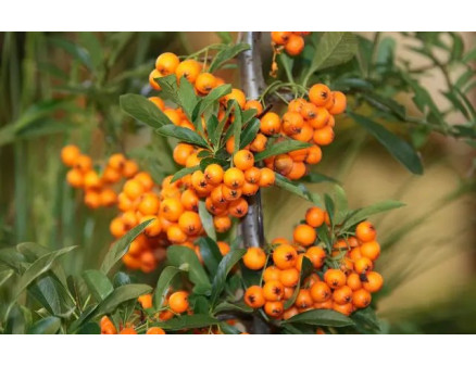 Выращиваем облепиху. Идея для бизнеса