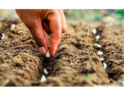 Місячний календар садівника та городника на лютий 2025 року