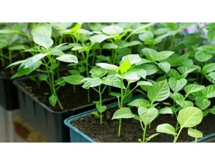 Главные ошибки при выращивании рассады перца