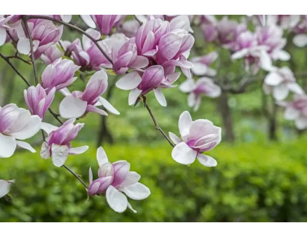 Кущі, що цвітуть навесні. Топ-8 найкращих варіантів