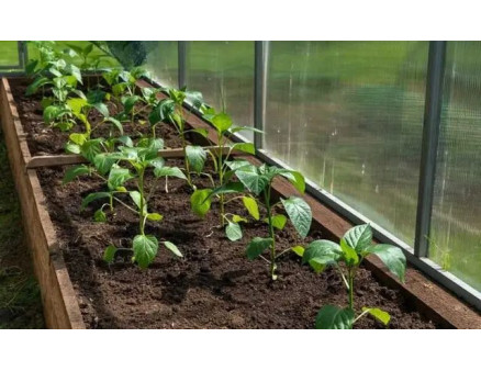 Теплиця на даху — цікава ідея для втілення у життя