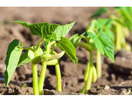 Місячний календар садівника та городника на березень 2025 року