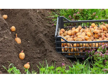 Топ-10 ранних сортов картофеля, чтобы посадить их весной