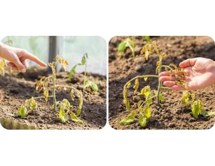 Чи можна врятувати помідори після заморозків у травні?