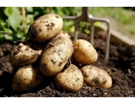 Особенности выращивания картофеля под агроволокном