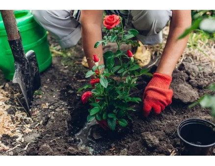 Місячний календар садівника та городника на квітень 2025 року