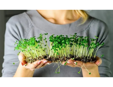 Бізнес на мікрозелені