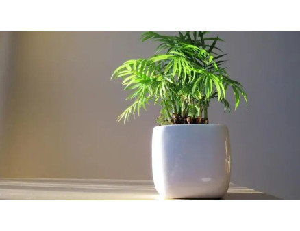 Особливості вирощування кімнатного бамбука