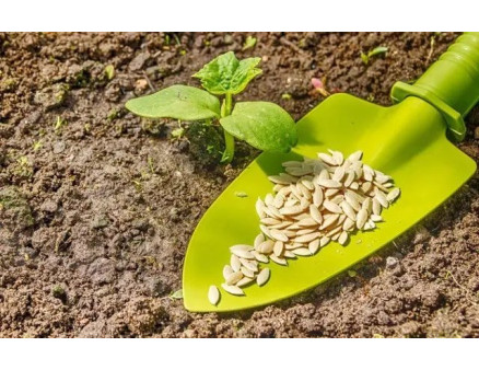 Органічне землеробство: як виростити екологічно чисті овочі без хімії