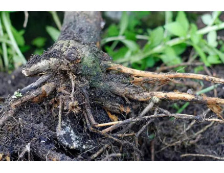 Коренева  гниль у кімнатних рослин. Що робити?