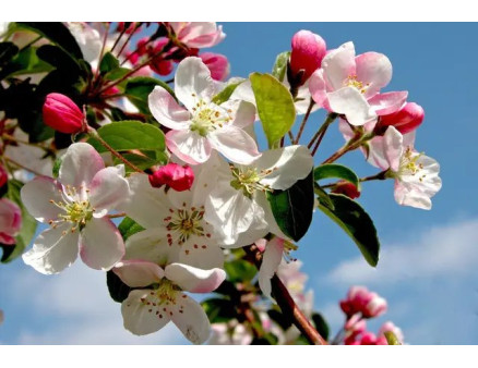 Відтермінування цвітіння плодових дерев. Як цього досягти та навіщо?