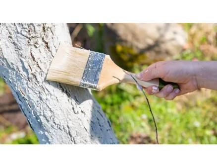 Весняна побілка дерев: чи потрібно робити це в квітні?